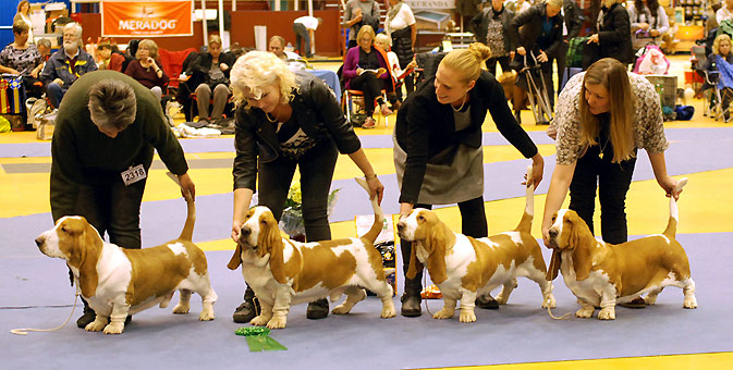 Swede Sun S Kennel Basset Hound Breeder